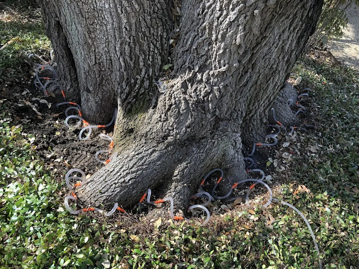 Detailed Tree Cabling and Bracing job site in New Hartford