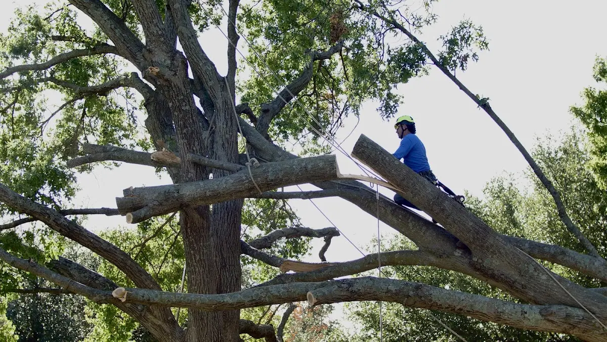 Professional Hazardous Tree Removal performed by certified arborists in New Hartford