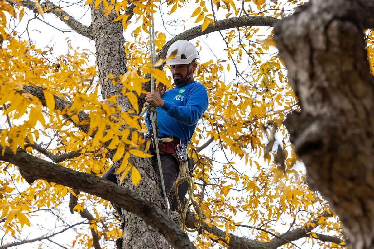 Skilled Tree Pruning crew working in New Hartford